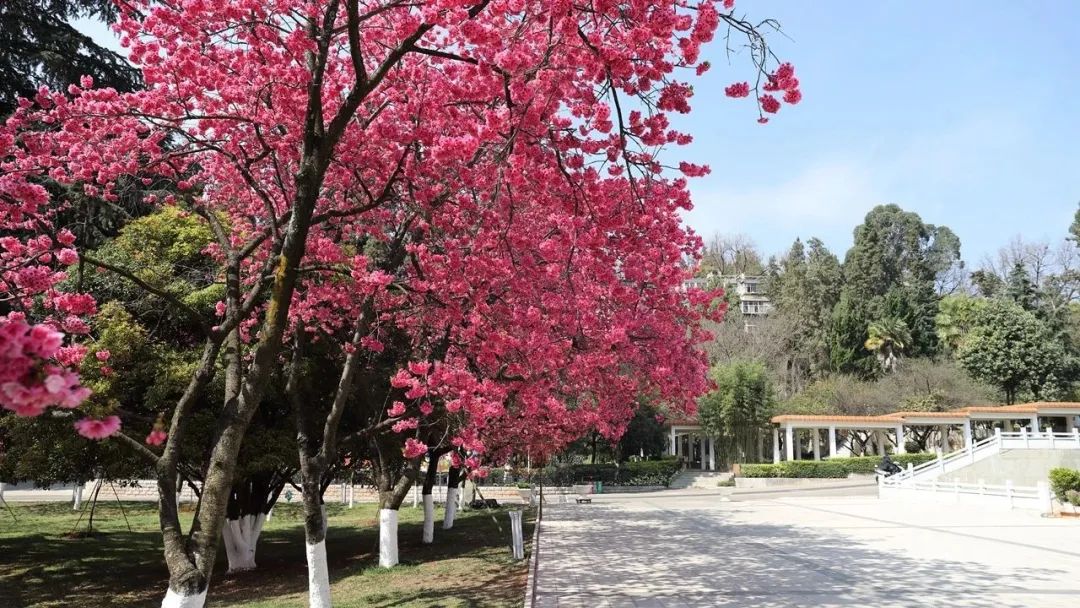 2024老澳门原料网大全