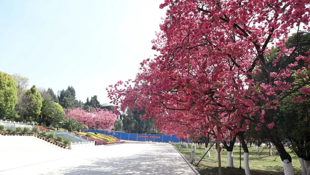 2024老澳门原料网大全