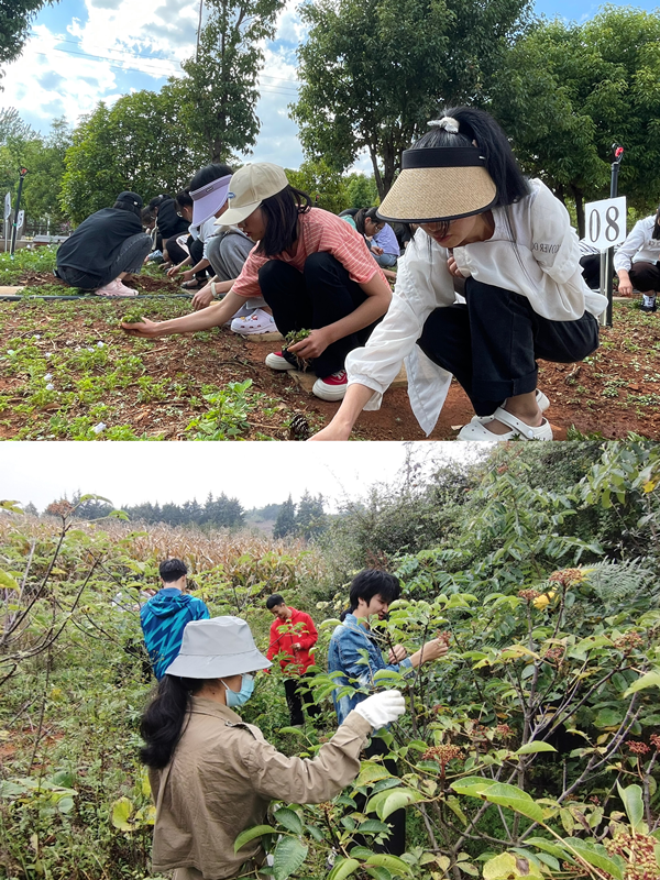 2024老澳门原料网大全