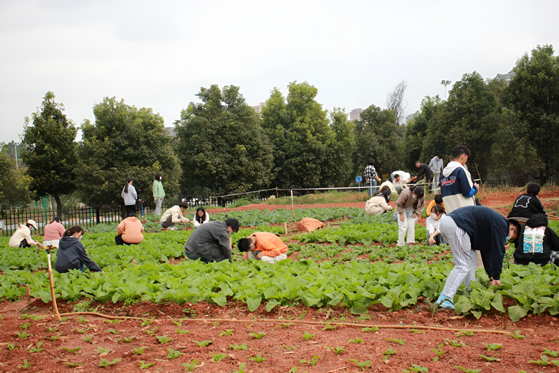 2024老澳门原料网大全