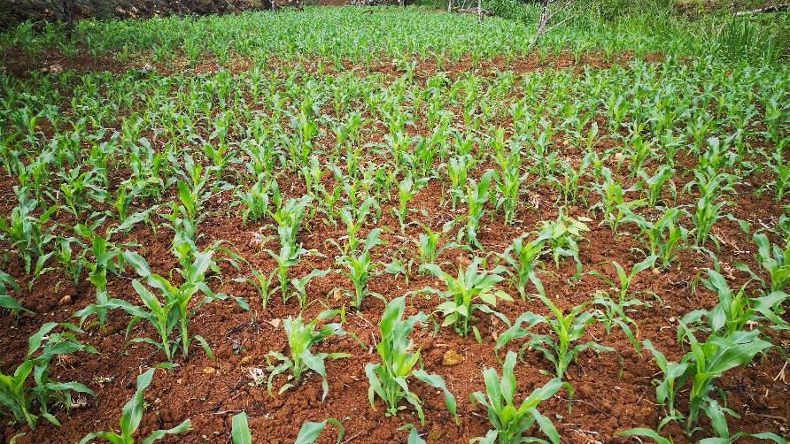 2024老澳门原料网大全