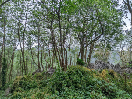 2024老澳门原料网大全