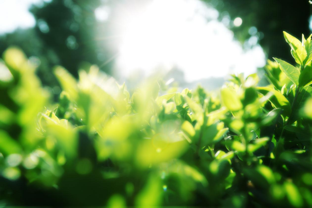 2024老澳门原料网大全