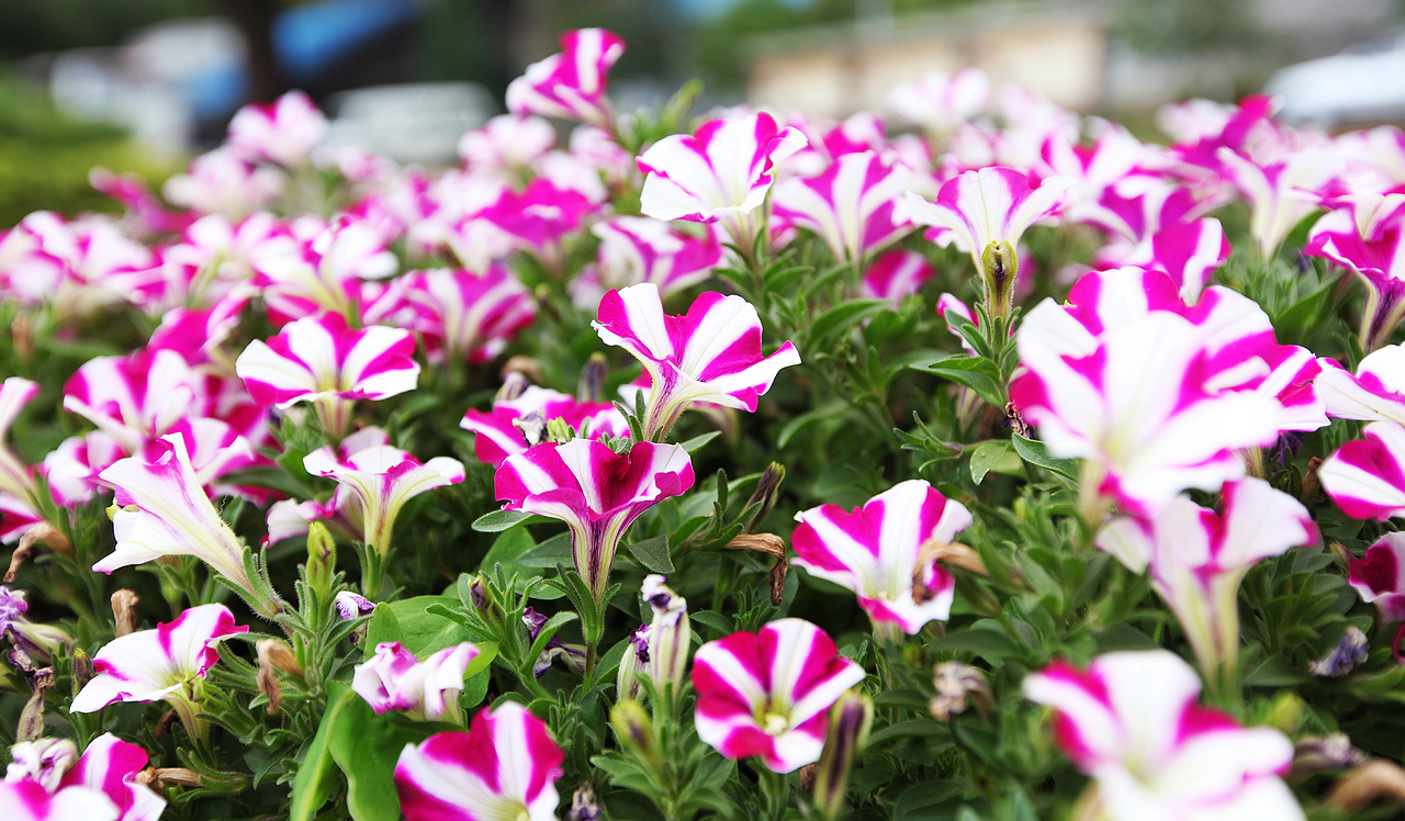 2024老澳门原料网大全