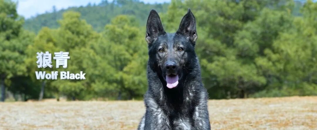 2024老澳门原料网大全