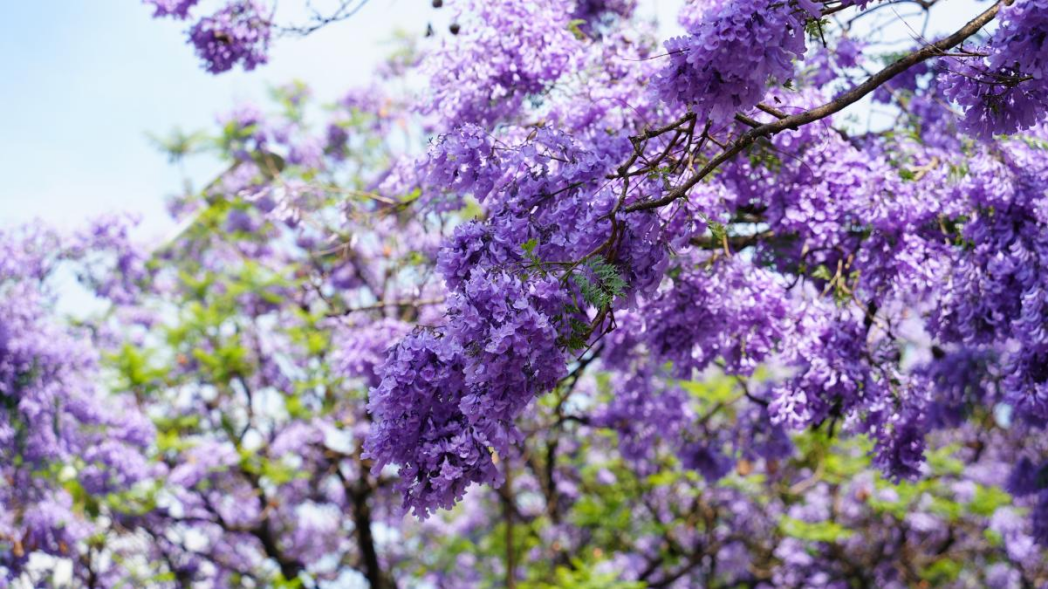 2024老澳门原料网大全